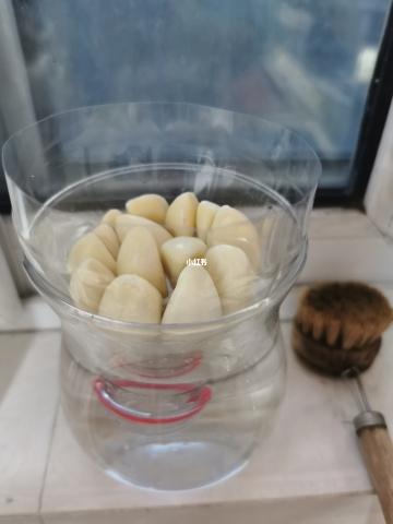 自种蒜苗
