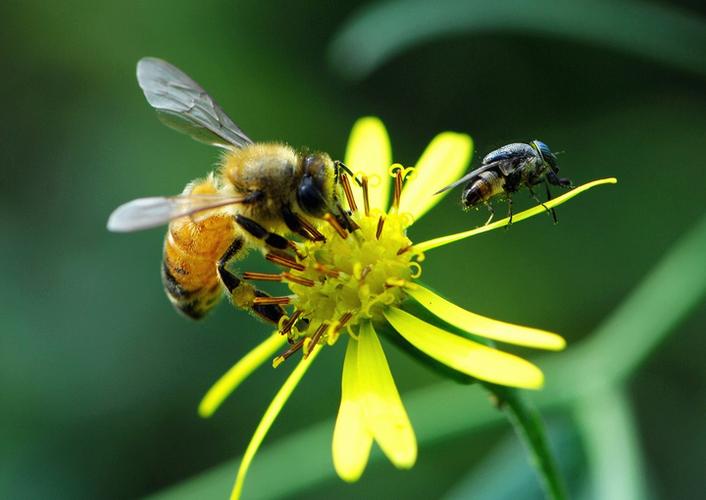 微拍(五)小昆虫