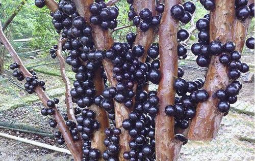 山竹树的种植方法