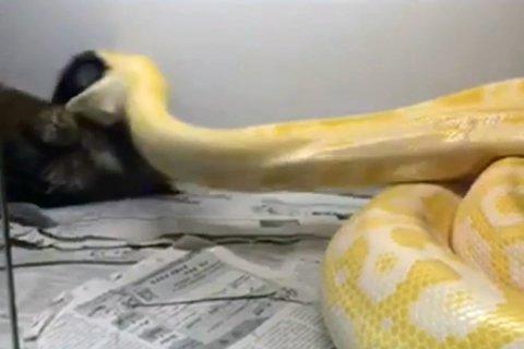 黄金蟒吞泰迪