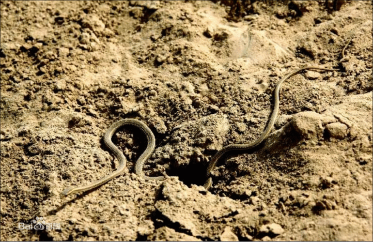 沙漠腹蛇