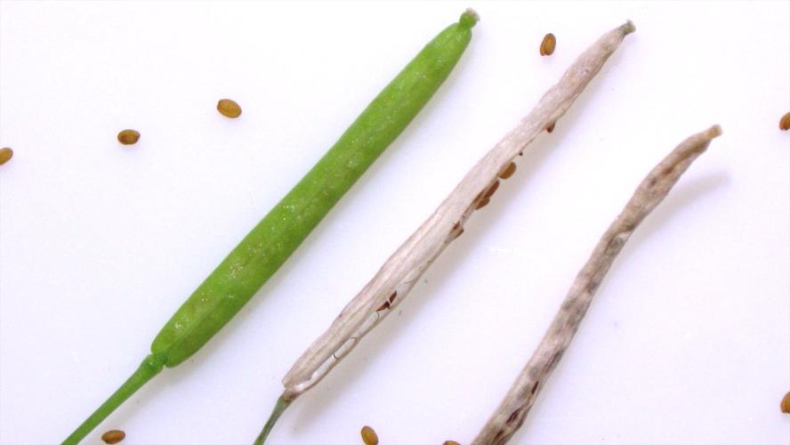 这是拟南芥的荚果,成熟后也只有一个厘米长,种子小如针尖大小,一荚
