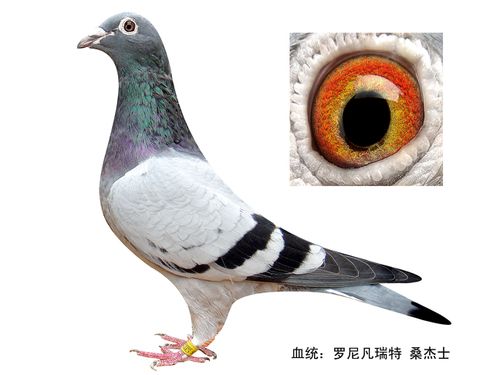 优良品种~之~"罗尼凡瑞特 桑杰士"1号 保证金级 拍卖