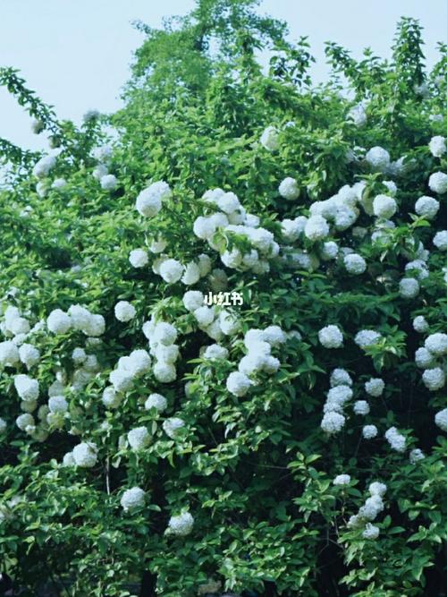 长沙绣球花公园_拍照_景点_摄影_出行_人文风光展示