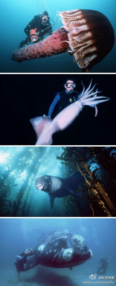 [] 科学探索在大海深处遇见巨型海洋生物,是不是有点科幻的感觉呢?