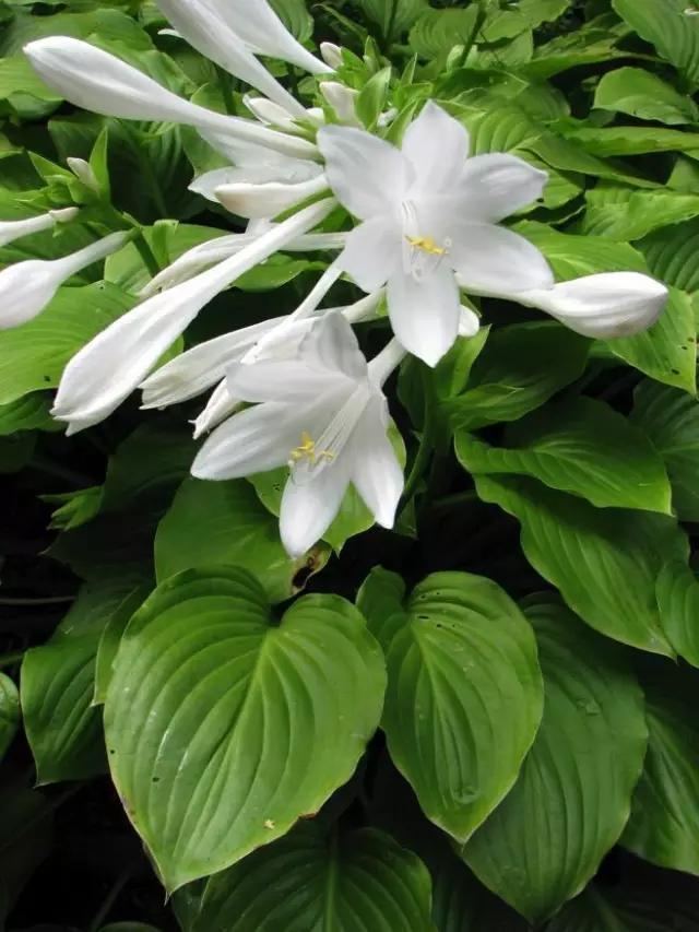 "你知道世界上最咸的植物是什么吗?"——是"玉簪花"