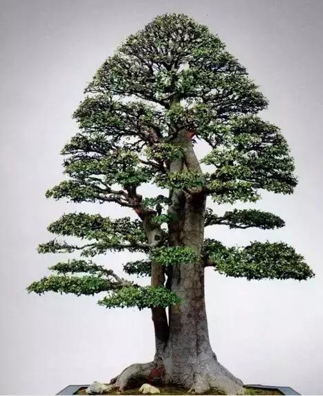 大树型盆景图片