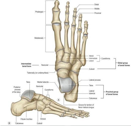 10.3足背肌腱解剖.