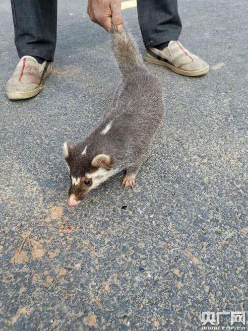 江西渝水:送国家"三有"保护动物鼬獾"回家"