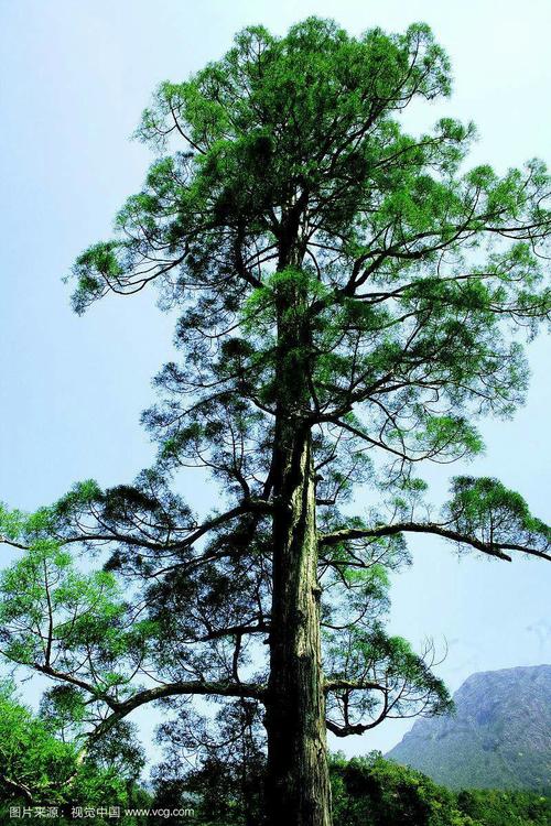 一棵树一棵松树