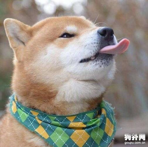 狗狗舔鼻子原因大揭秘