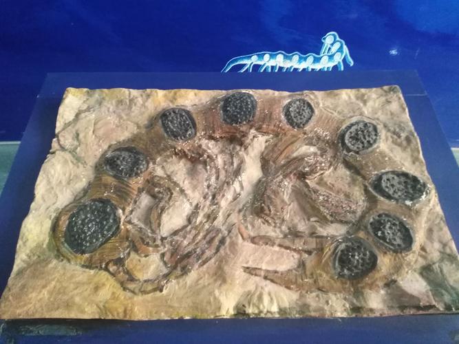 参观澄江动物化石群国家地质公园