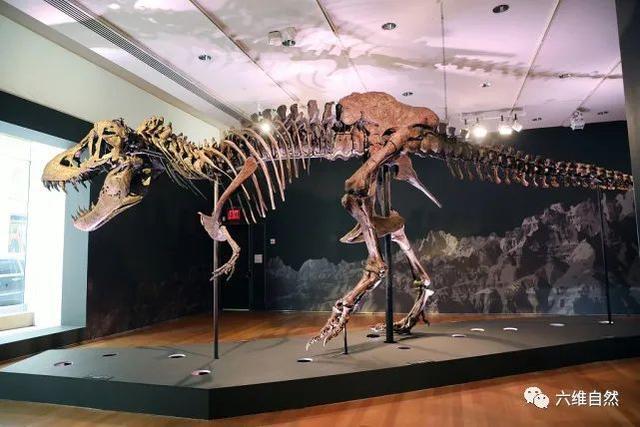 8亿元恐龙化石,是全球最大霸王龙化石之一,至于买家