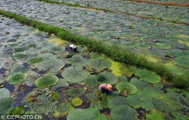 江苏太仓:初秋芡实采收忙