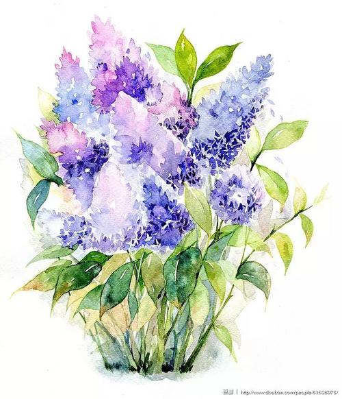 风信子花丛