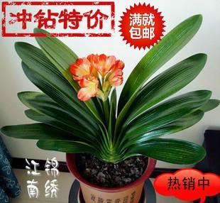 怎样养好君子兰?