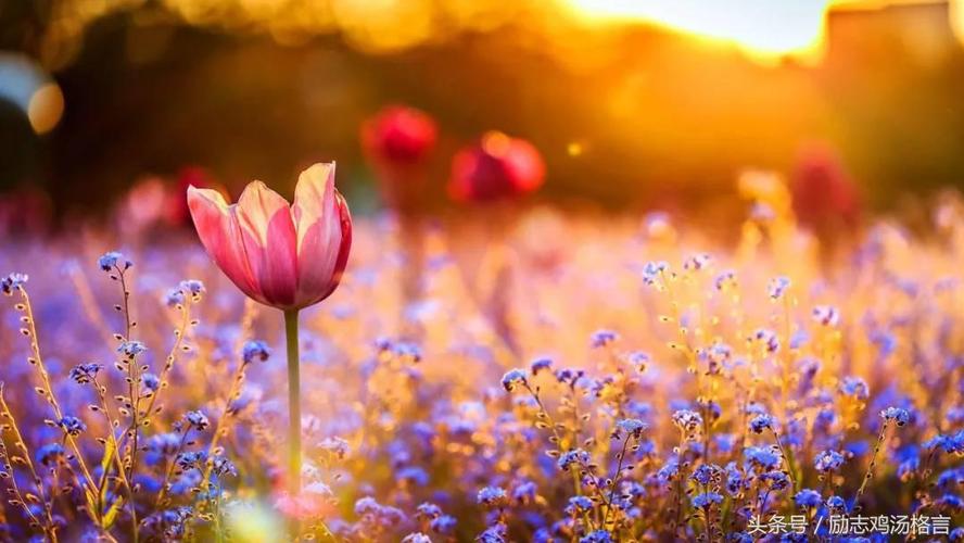 唯美感悟20句:默契的眼神,含有真诚的微笑