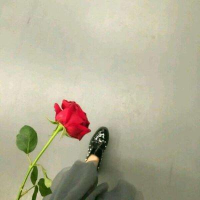 qq动漫玫瑰花图片头像大全唯美