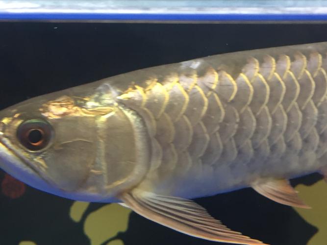 求指导 - 龙鱼玩家 - 龙鱼之巅