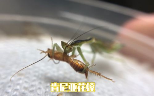 肯尼亚花螳螂捕食
