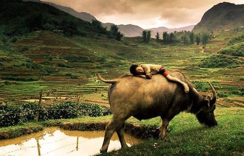 故事:放牛娃三文钱买富贵命,三更天黄粱梦,一场富贵一