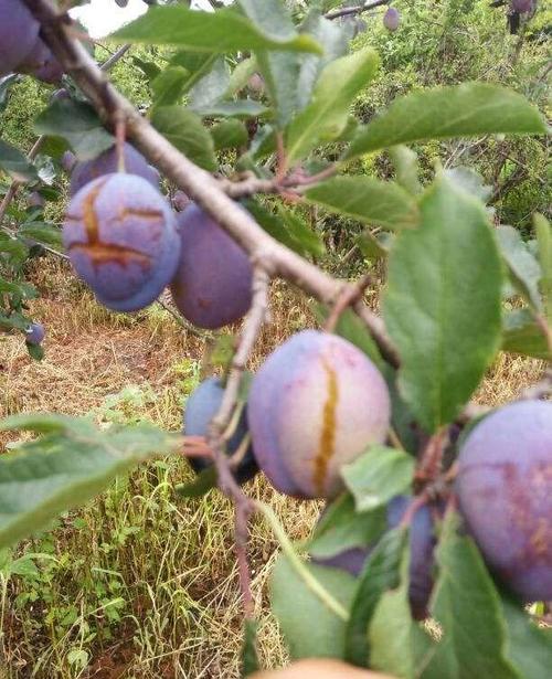 这是我种的西梅,一年一次花果,从萌芽到快要成熟,结果最近雨水太足