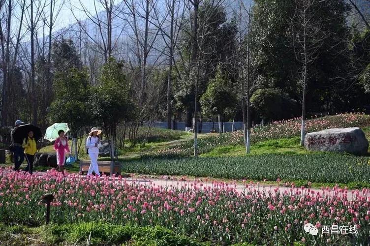 中国旅游tv直播西昌邛海湿地郁金香花展!(完整视频)