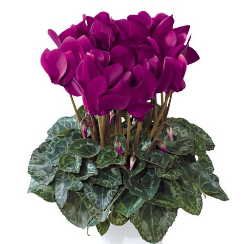 仙客来盆栽带花苞四季开花好养大花苗观花植物