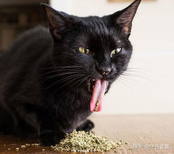 笑死了,一向高冷的喵星人吸食猫薄荷后秒变吸毒现场丑态百出