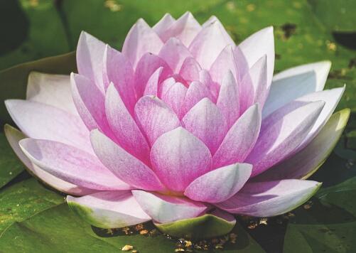 睡莲有多少个品种睡莲盆栽养殖方法和注意事项