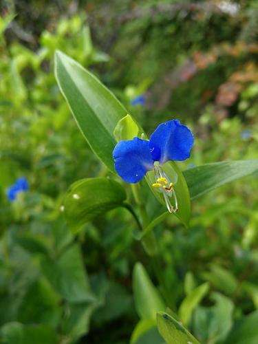纤情依依芳草处——外来植物鸭跖草
