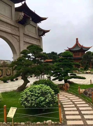 云天宫内的名木盆景