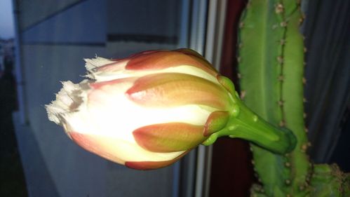 难得一见的仙人山开花