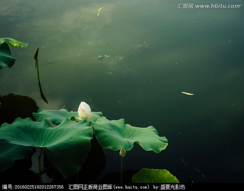 荷叶与含苞欲放的荷花