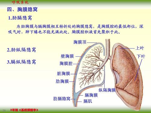 06呼吸系统ppt