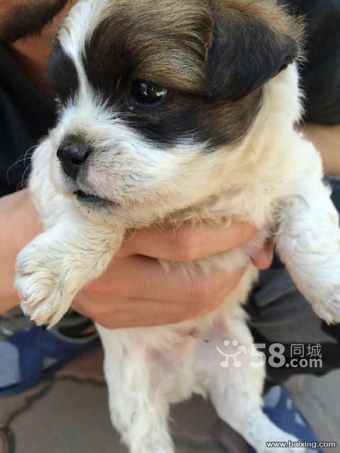 小体蝴蝶犬转让600带笼子厕所