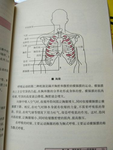 横隔膜是胸腔和腹腔之间的分隔,位于心脏和双肺的下面,肝,脾,胃的上方
