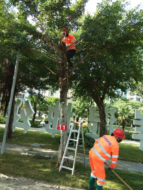 三亚玉禾田园林树木修剪大比武竞赛