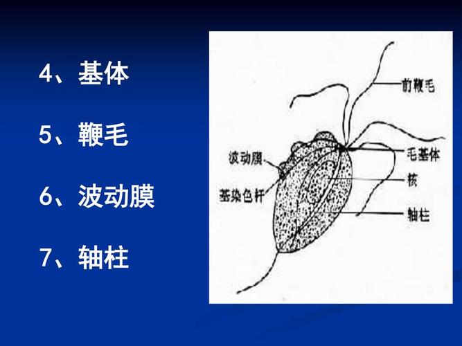 阴道毛滴虫(trichomonas vaginalis)