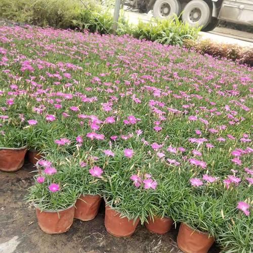 出售大量耐寒宿根花卉欧石竹杯苗适合小区公园绿化工程做花海