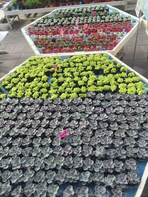 世纪奥桥花卉园艺中心图片 - 第7张