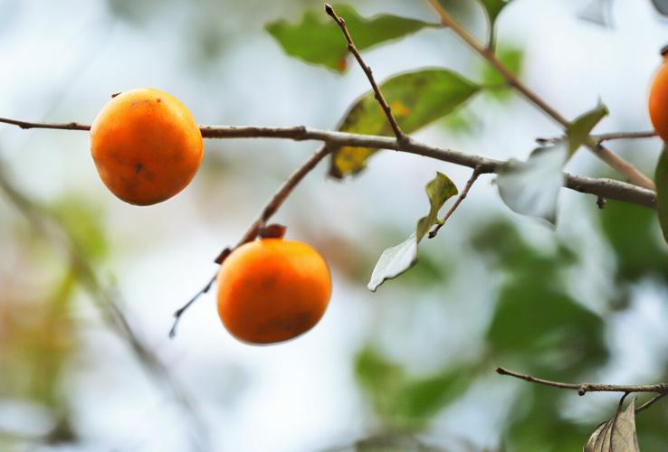 柿子立冬冬韵红柿