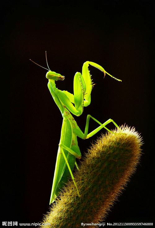 其它 《昆虫记》:螳螂 写美篇 螳螂的基本信息 中文学名:螳螂 别称