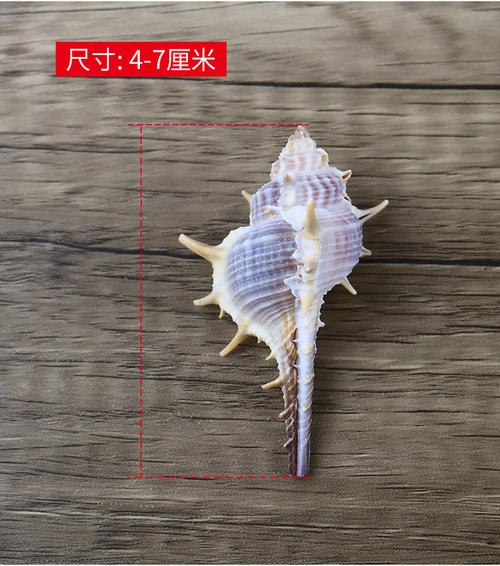 厂家批发天然长刺螺小刺螺女巫骨螺贝壳海螺diy长刺一斤装的