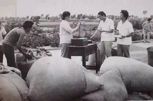 老照片:70年代农村交公粮的真实场面!(多数年轻人都没