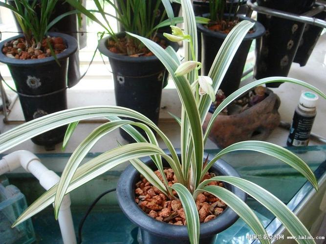 前不久引进的-----峨眉弦