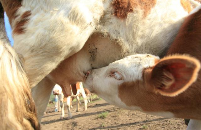 母牛不让新生牛犊吃奶咋办?看本文