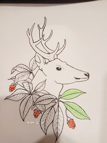 手绘第3天——临摹【白唇鹿】