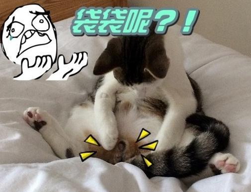小猫早上起来发现自己被阉了一脸懵逼随后的表情让人笑喷了
