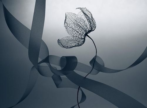 shihya kowatari在 500px 上的照片entangle